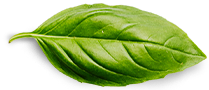 basil leaf